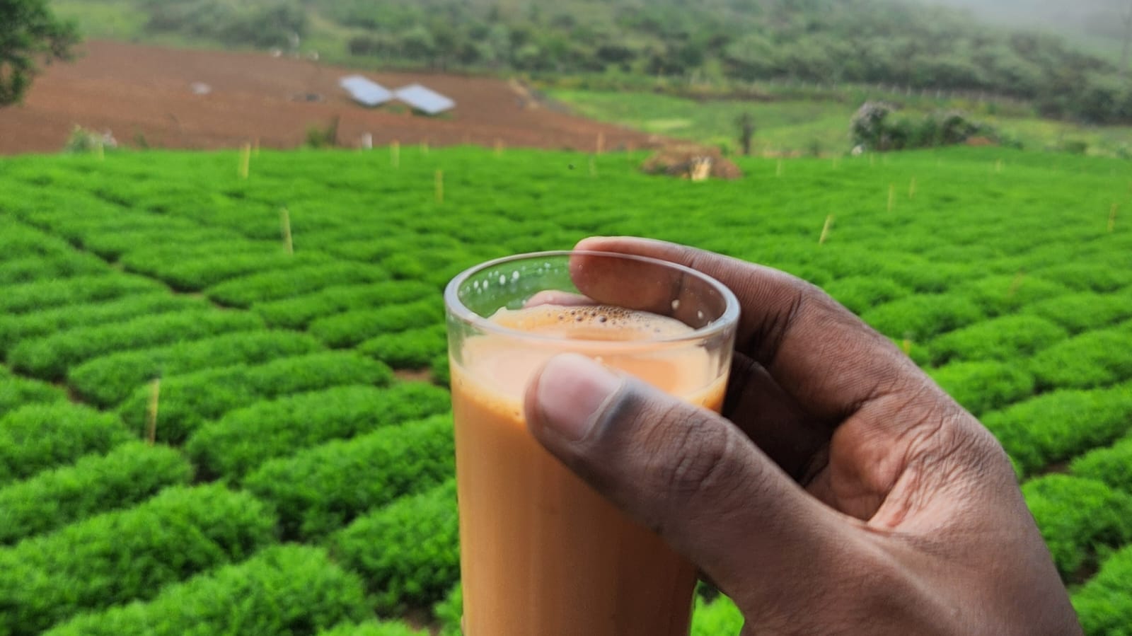 Fresh tea at Ooty tea estate during morning sightseeing trip - Travora Voyagers
